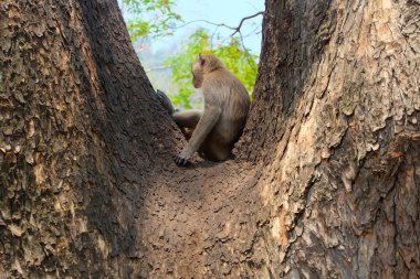 Yalnız maymun tek başına oturmak