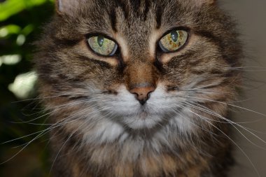 Güzel evcil kedinin portresi, yakın çekim.
