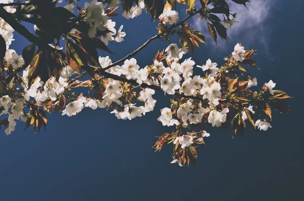 Witte Sakura Bloem Bloeien Blauwe Lucht Achtergrond Vintage Stijl — Stockfoto