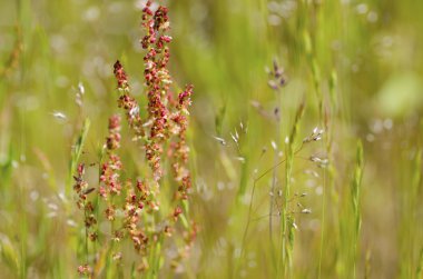 yaz arkaplanı, çimen çiçekleri