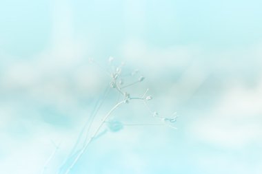 Mavi soyut arkaplanda kurumuş çimen çiçekleri