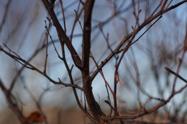 Çıplak ağaç dalları, bitki örtüsü ve doğanın yakın görüntüsü