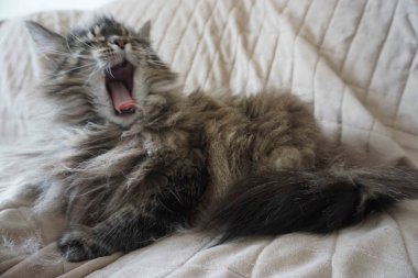 Sevimli kedi kanepede uzanıyor ve esniyor.