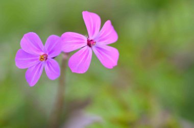 Bahçede açan güzel pembe çiçeklerin yakın çekim görüntüsü  