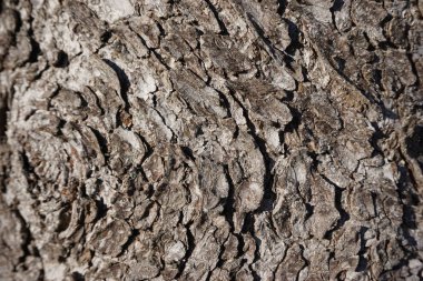 Ağaç kabuğu. Doğal ahşap doku arkaplanı.