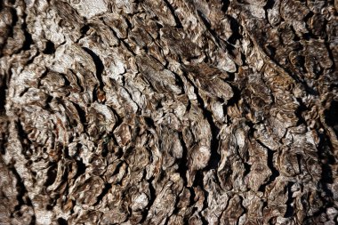 bark of tree texture, oil paint effect