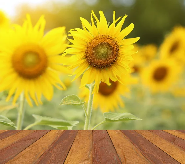 image of sunflower on concrete table