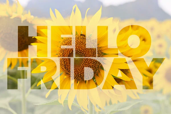 Hello Friday word on sunflower background