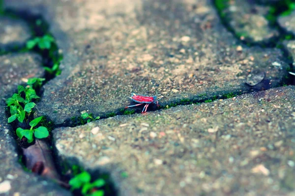 Frühling Natur Käfer Auf Dem Boden — Stockfoto