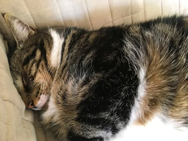 Faule Raubkatze Schläft Auf Der Couch — Stockfoto