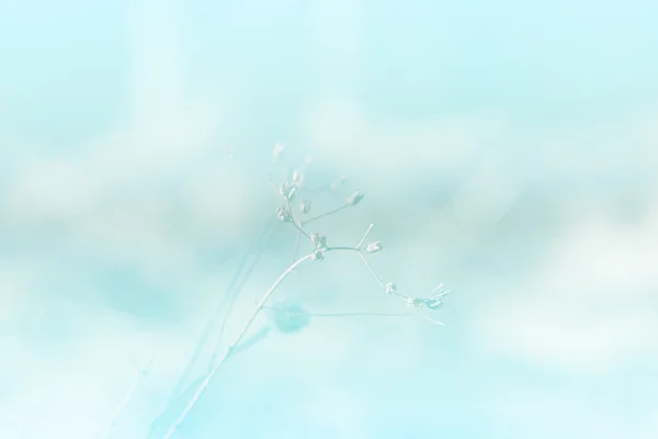 Dried Grass Flowers Blue Abstract Background — 스톡 사진