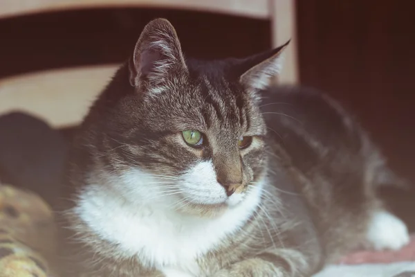 Portret Van Kat Een Oog Doet Pijn — Stockfoto