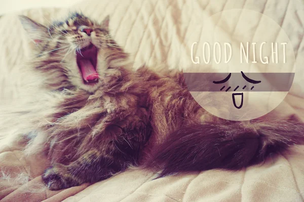 Cat Yawning Good Night Word — Stock Photo, Image