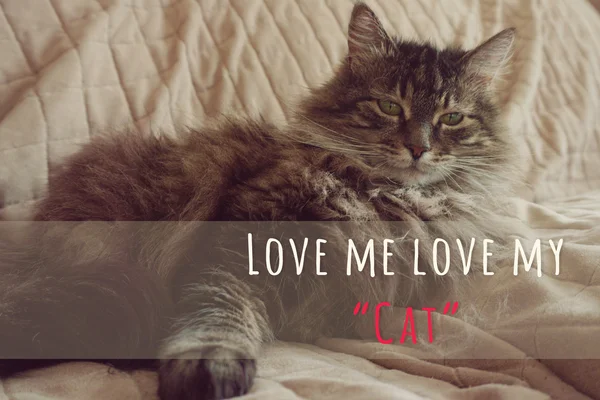 Cat portait with love me love my cat word