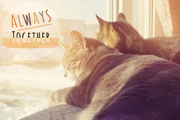 Två Katter Sitter Fönstret Med Ord Alltid Tillsammans — Stockfoto