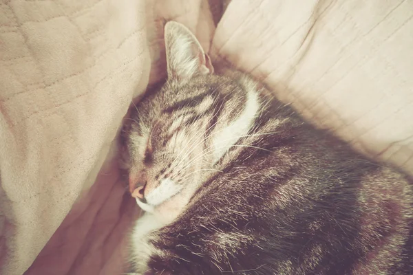 Kanepede Tembel Kedi — Stok fotoğraf