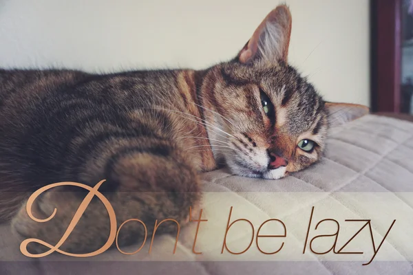 Tembel Kedi Kanepede Yatıyor Tembel Olma — Stok fotoğraf