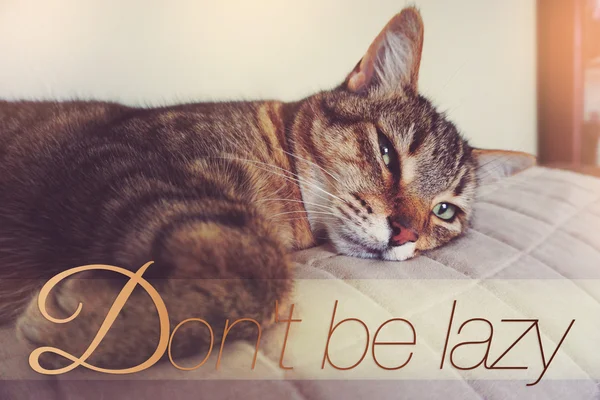 Gato Preguiçoso Sofá Com Texto Não Seja Preguiçoso — Fotografia de Stock