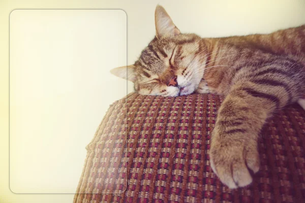 Lata Katt Soffan Med Kopieringsutrymme — Stockfoto