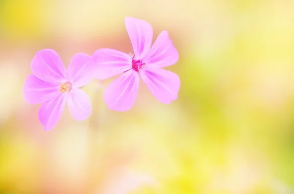 Flowers Soft Blurred Background Copy Space — Stok fotoğraf