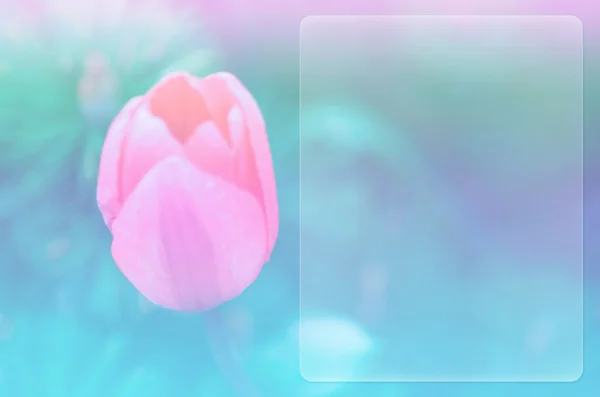 Flower Soft Blurred Background Copy Space — Stok fotoğraf