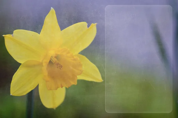 Yellow Flower Paper Textured Background Copy Space — Stok fotoğraf