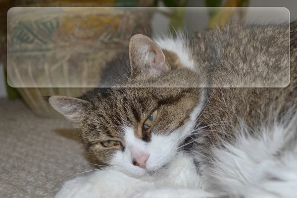 Kattporträtt Med Kopieringsutrymme — Stockfoto