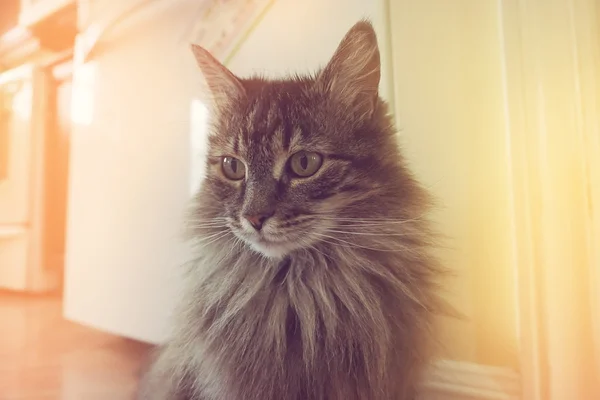 Cat Portrait Vintage Style — Stock Photo, Image