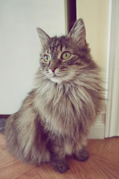 Cat Portret Vintage Stijl — Stockfoto