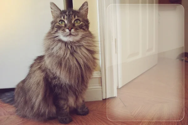 Katzenporträt Vintage Stil Mit Kopierraum — Stockfoto