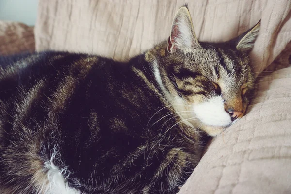 소파에 잠자는 게으른 고양이 — 스톡 사진