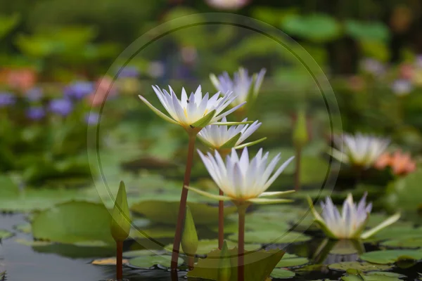 Waterlelie Lotus Natuur Zachte Focus Voor Backgroun — Stockfoto