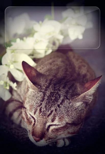 Katt Sover Med Vita Blommor Kopiera Utrymme — Stockfoto