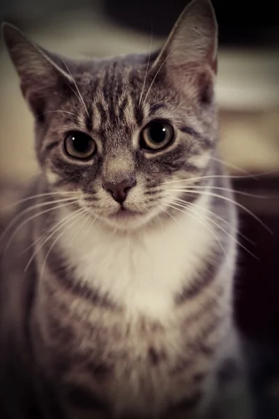 Cute Cat Portrait Vintage Style — 스톡 사진