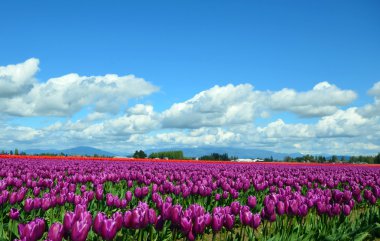 Tarlada açan güzel laleler