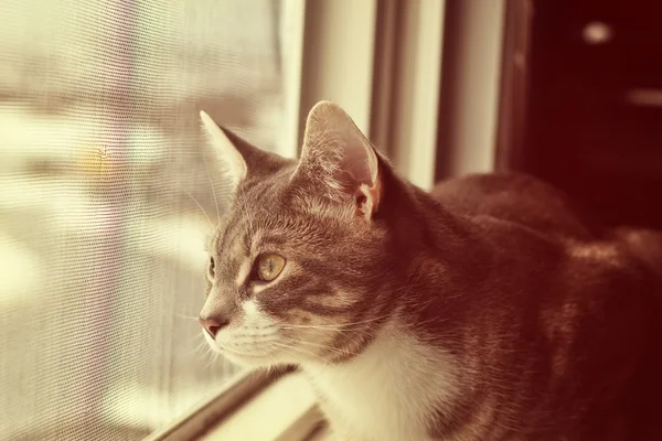 Katze Schaut Aus Dem Fenster Vintage Stil Katze Beobachtet Vögel — Stockfoto