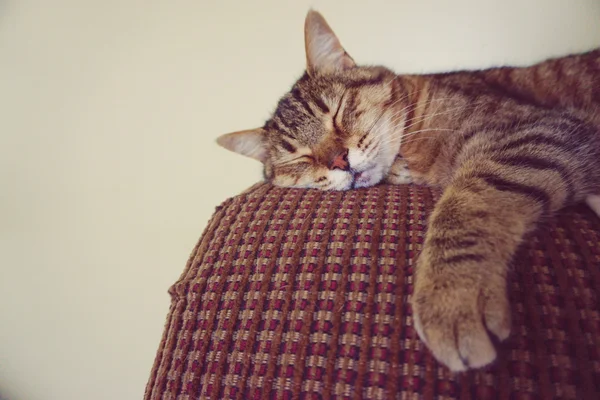 Kanepede Tembel Kedi — Stok fotoğraf