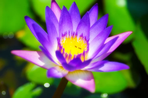 背景に紫色の蓮のぼやけたイメージ — ストック写真