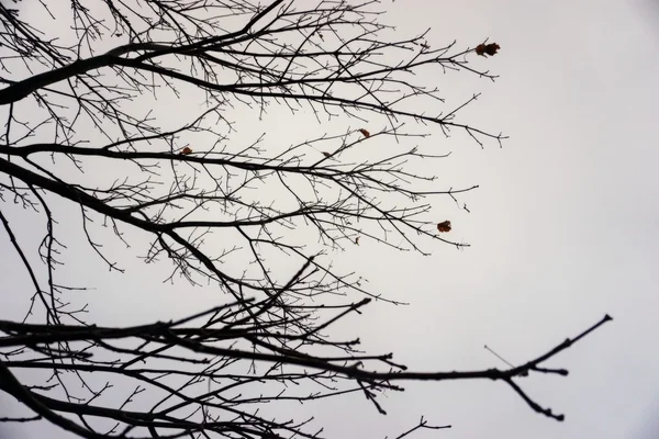 Σιλουέτα δέντρο κλαδιά, μαύρο και άσπρο θολή φόντο — Φωτογραφία Αρχείου