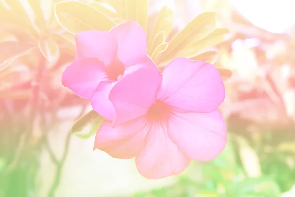A lágy, elmosódott háttér pasztell hangnemben virág — Stock Fotó