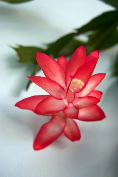 Close-up van kerst roze en witte Cactusbloem (Lidcactus) — Stockfoto