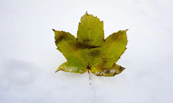 Maple Leaf Στο Χιόνι — Φωτογραφία Αρχείου