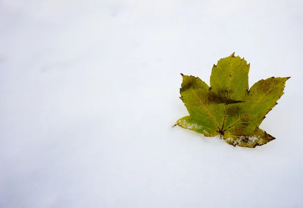 Maple Leaf Στο Χιόνι — Φωτογραφία Αρχείου