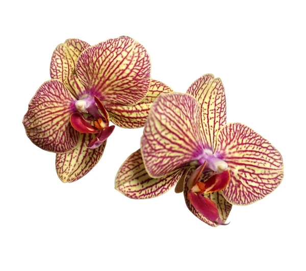 Macro d'orchidée sur fond blanc — Photo