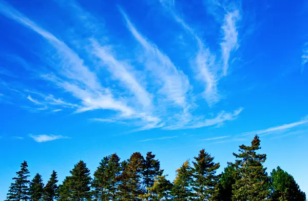 Blauwe hemel met wolken en bomen — Stockfoto