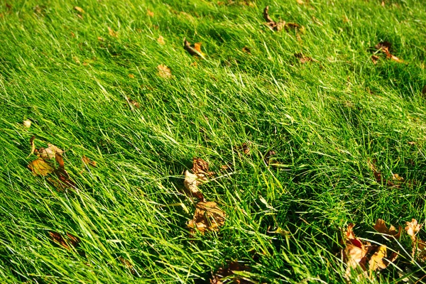 Hierba verde con hojas secas — Foto de Stock