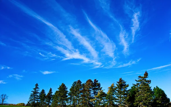 Cielo azul con nubes y árboles — Foto de Stock