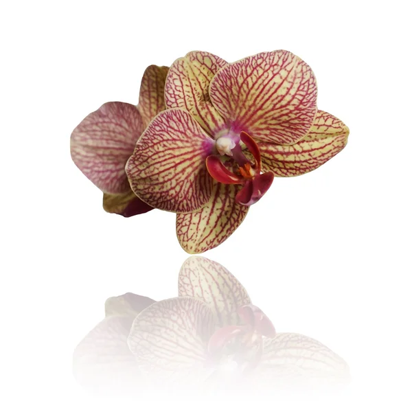 Macro van de orchideebloem op witte achtergrond — Stockfoto