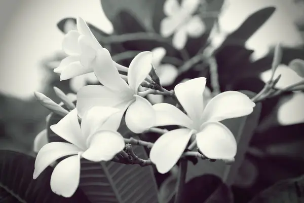 Bloemen van de Plumeria in zwart-wit — Stockfoto