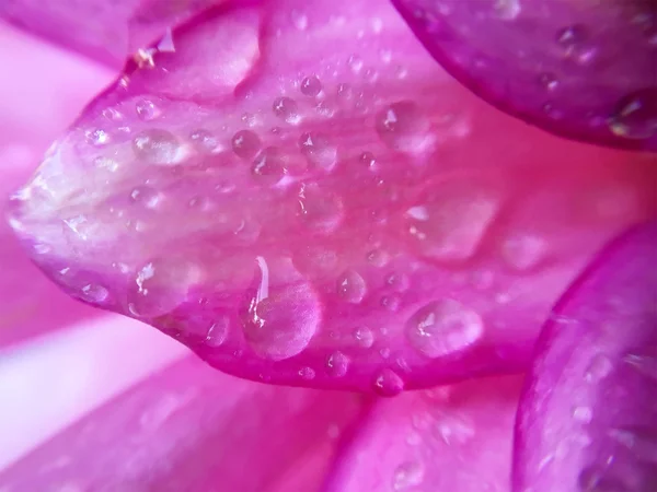 Roze Dahlia bloemblaadjes met water dalen mooie abstracte bac — Stockfoto